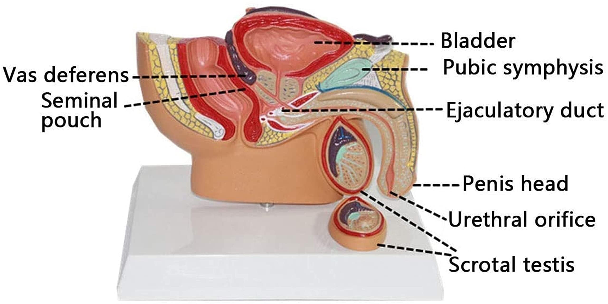 Anatomie de la prostate masculine, modèle d'enseignement scientifique populaire, médical, matériel pédagogique