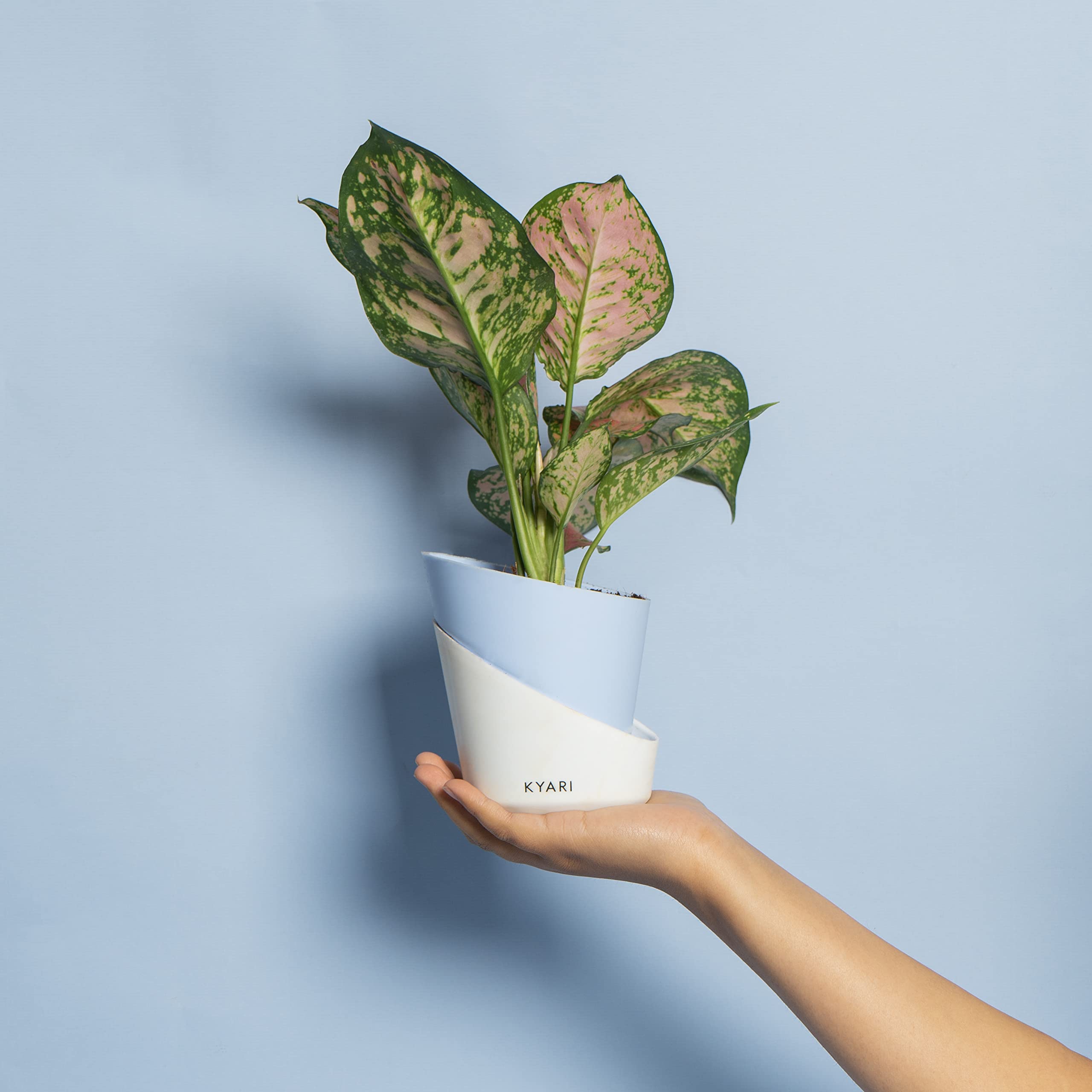See full amazon price history chart for KYARI Aglaonema Pink Valentine Indoor Plants for Living Room | Live Plants | Plants with Baby Blue Self Watering Pot for Home | Air purifier plants | Plants for Home Decor | Plants for Garden KYARI Aglaonema Pink Valentine Indoor Plants for Living Room | Live Plants | Plants with Baby Blue Self Watering Pot for Home | Air purifier plants | Plants for Home Decor | Plants for Garden (B0BTHXRVWQ) Amazon Price History, Amazon Price Tracker