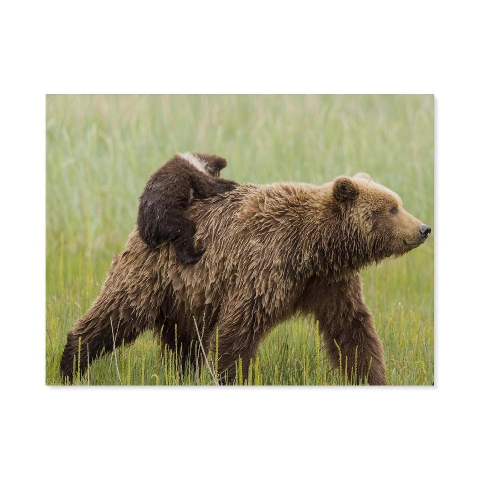Paint by Numbers，Big Brown Bear and Small Bear，DIY Paint by Numbers Kits for Adults Kids,Canvas Oil Painting with Brushes and Acrylic Pigment Paint by Numbers Arts Craft (50x60cm) -H64