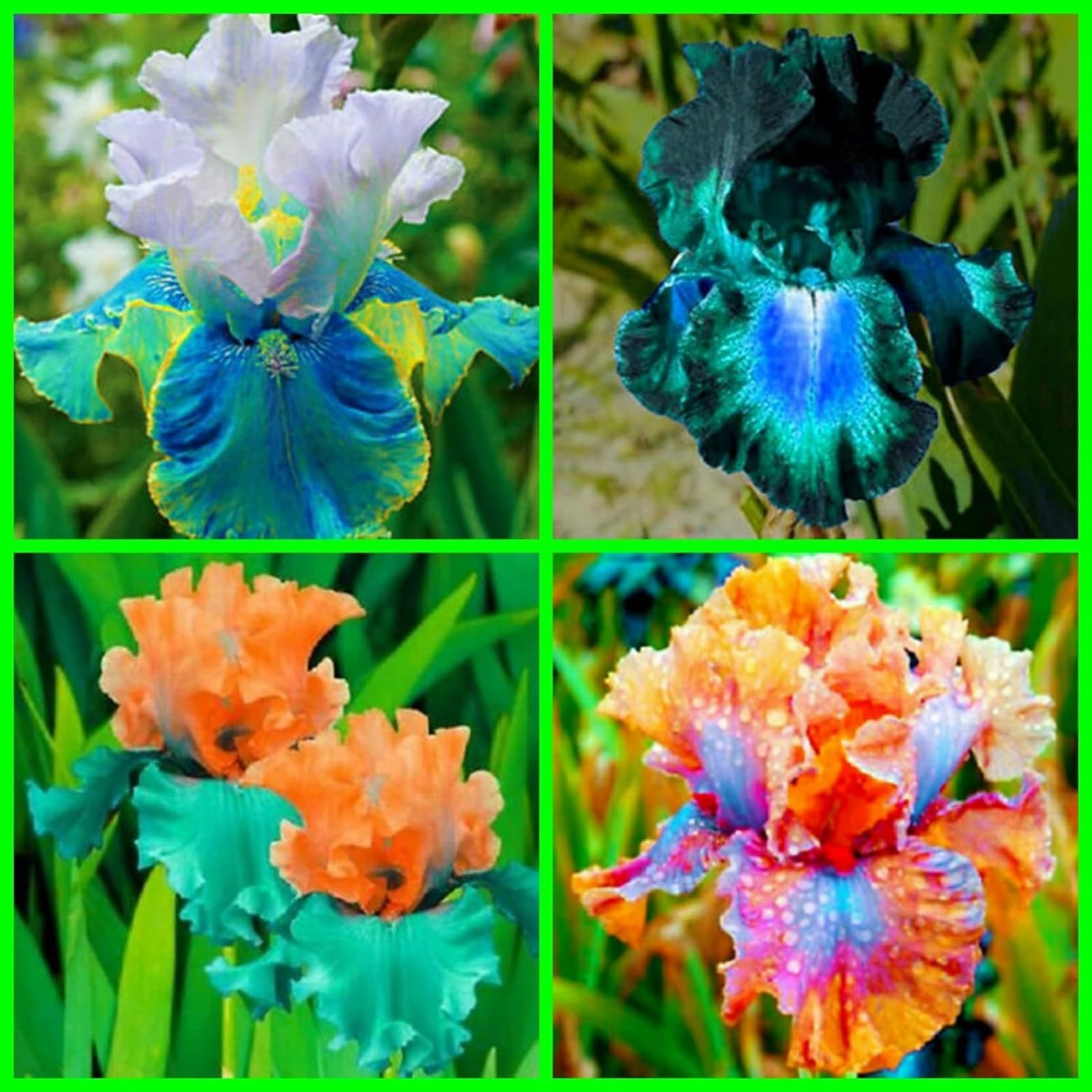 Iris Bulbs for Planting Now UK,Wedding Flowers,Plant Bulbs,Cut Flowers,Hardy Perennial,Garden Flowers,Iris Bulbs,Strong Plants That Grow Well-10Bulbs-F