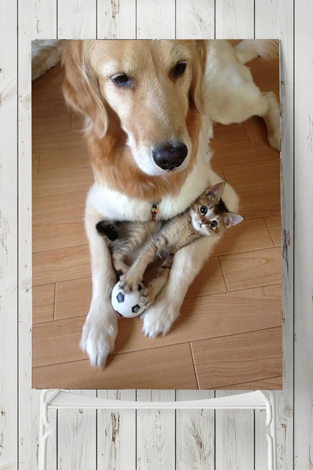 Postermanya (pster5454) Kedi Köpek Hayvan Posteri(90x130cm)
