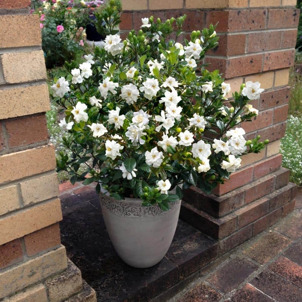 Gandhraj gardenia plant (1 live plant) (B0C49MH1MB) Amazon Price History, Amazon Price Tracker