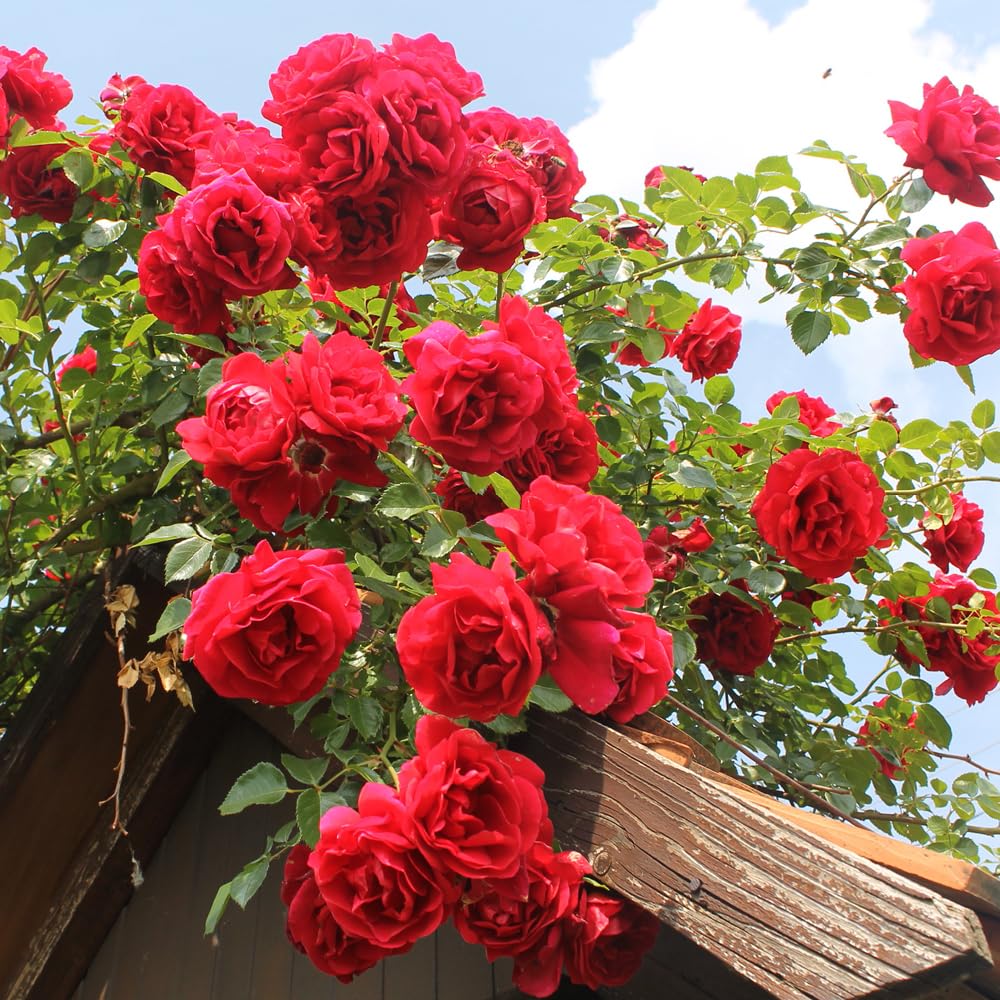YouGarden Climbing Rose 'Pauls Scarlet' 4 Litre Pot, Rambling Roses