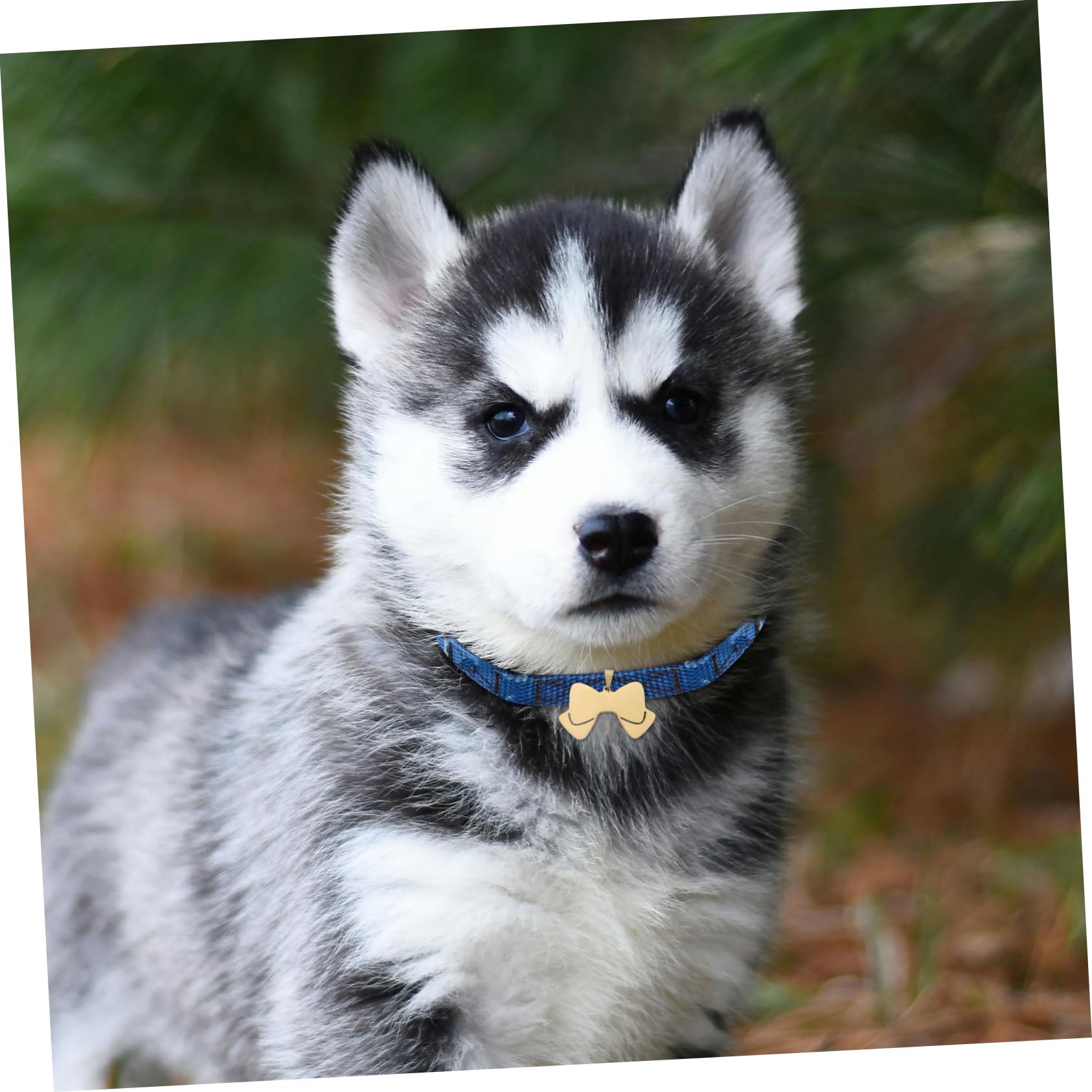 Sosoport 20pezzi Medagliette Per Cani Forma Di Fiocco Targhette Identificative Acciaio Inossidabile Per Cani e Gatti Personalizzabili Con e Telefono Cute e Versatili Per Animali Domestici