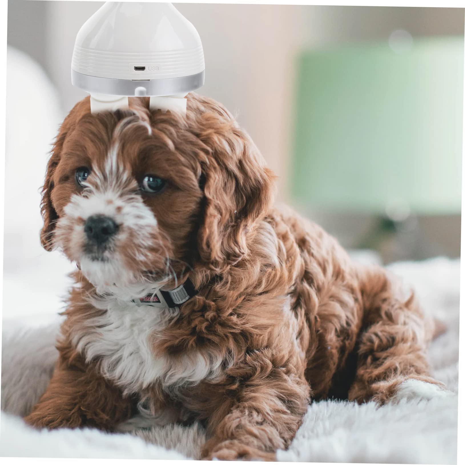Toddmomy Massaggiatore Elettrico Per Animali Domestici Massaggio Profondo e Relax Per Gatti e Cani Ricaricabile Usb Design Omnidirezionale Giocattolo Divertente Accessorio Per Benessere