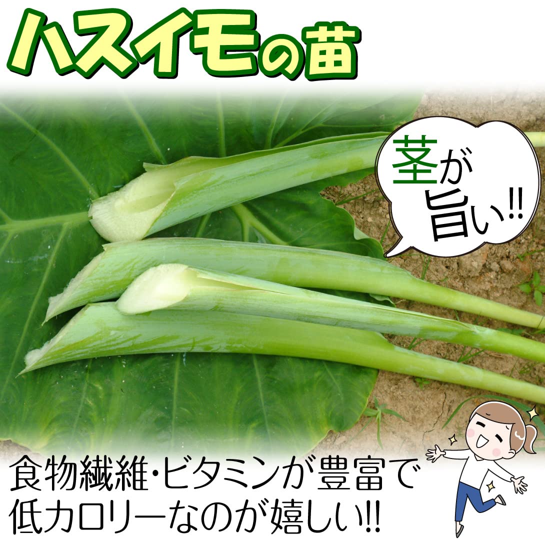 Amazon.co.jp: 種芋 ハスイモ(ポット苗) 2株 / 国華園 25年春商品