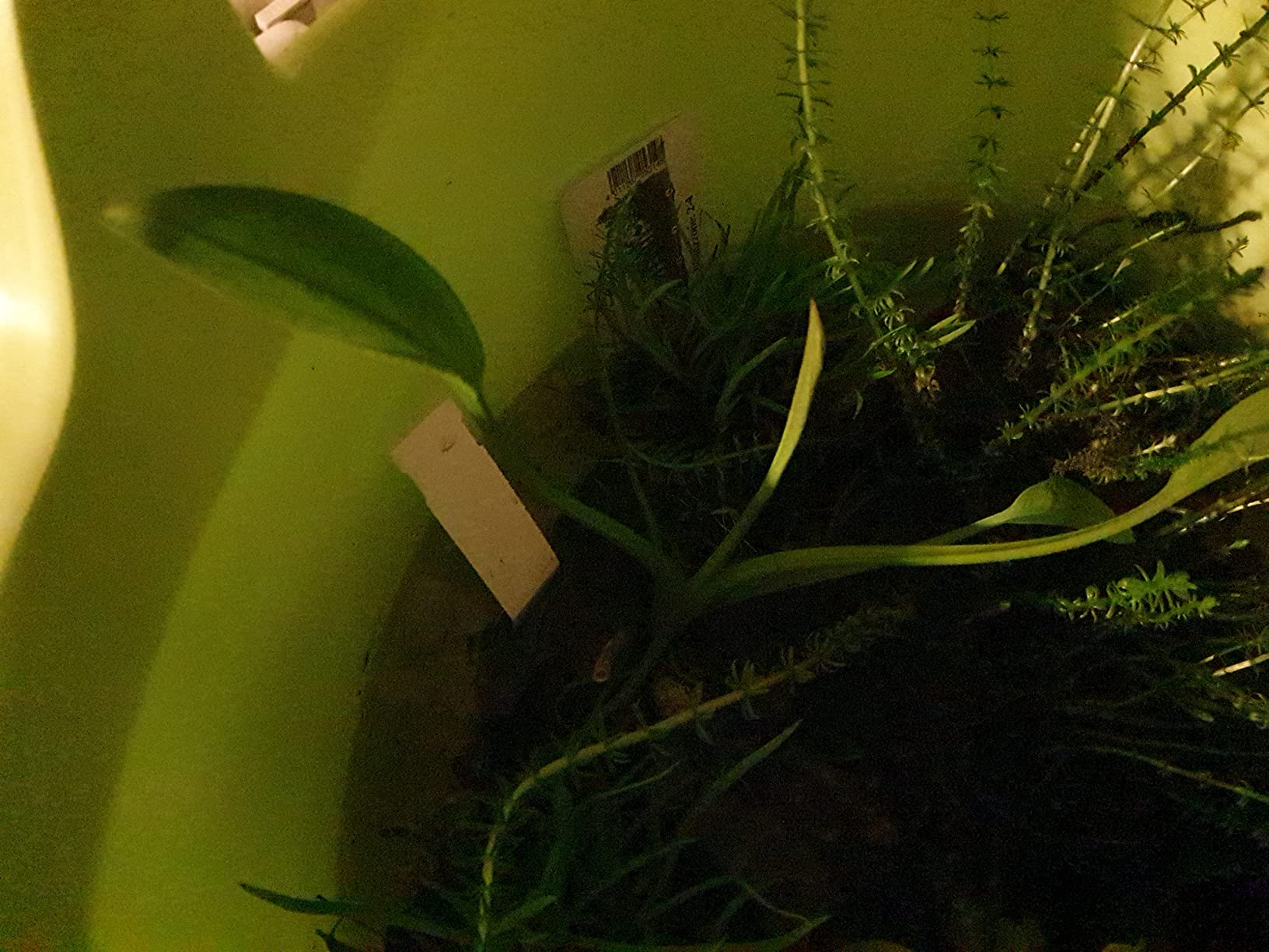 ZAC Wagner Froschlöffel (Alisma plantagoaquatica) Teichpflanze