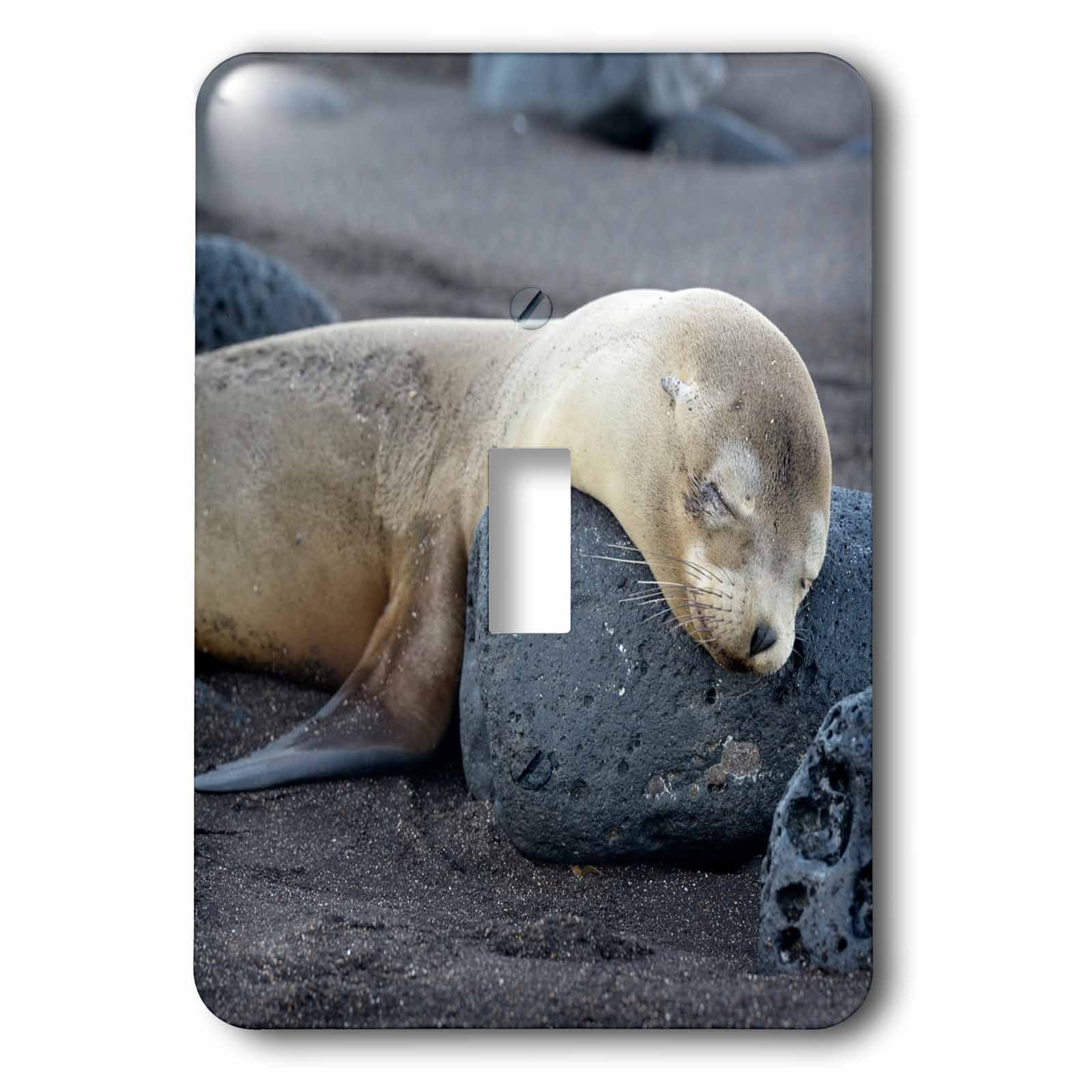 Interruptor individual Galápagos mar león durmiendo Isla de Santiago