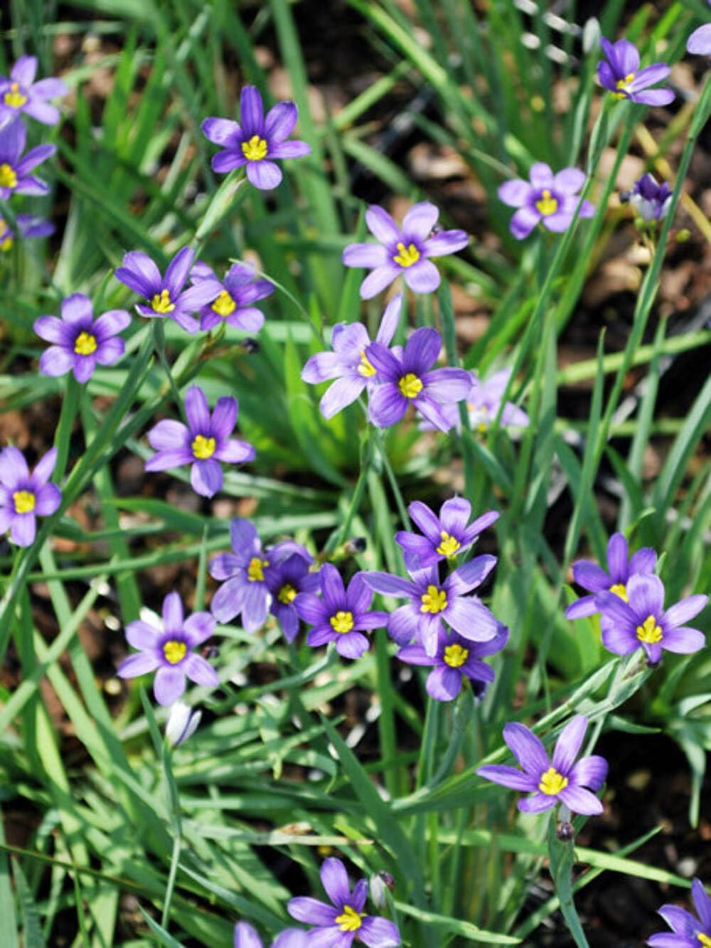 Perennial Farm Marketplace Sisyrinchium a. 'Lucerne' (Blue-Eyed Grass) Perennial, 1 Quart, Bluish Flowers