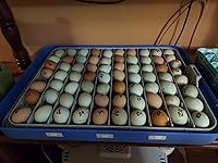 Review Image by Flores Erick