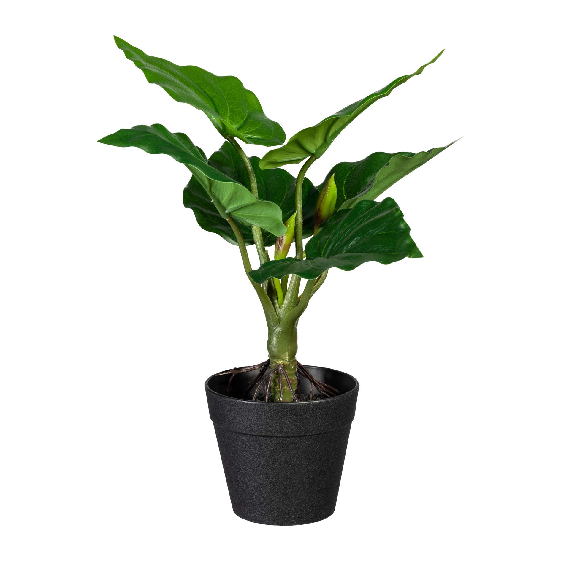 plant insulin INSULIN PLANT --Chamaecostus cuspidatus-- main image 0