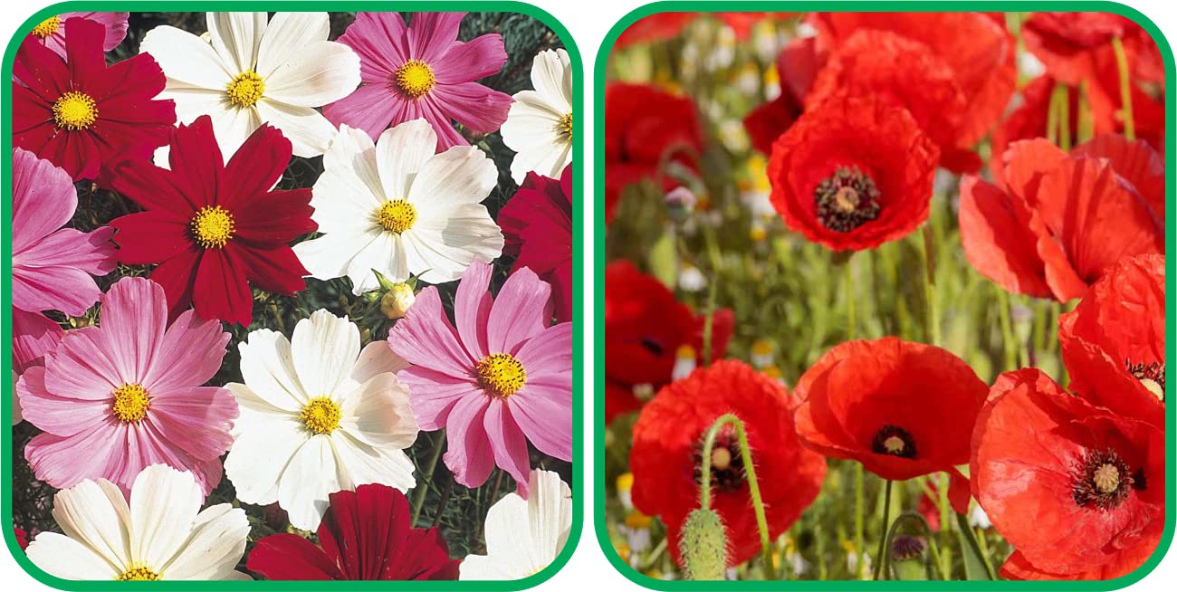 Aero Seeds Poppy Red And Cosmos Mix Color Flower Seeds Pack (50 Seeds In Each Packet) (B0989WBMY6) Amazon Price History, Amazon Price Tracker