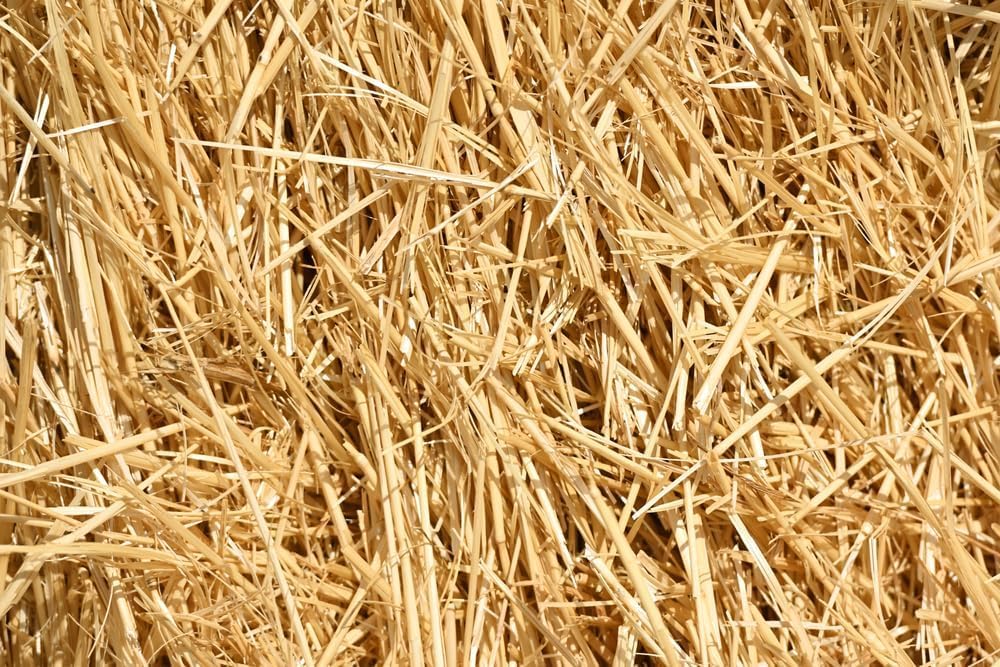 15 Pounds Natural Wheat Straw for Animal Bedding, Garden Mulch, Compost & Fertilizer, and Grass Cover