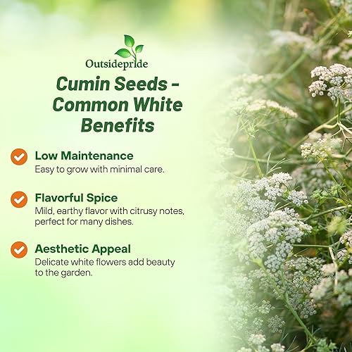 Miniatura 3 de Outsidepride Semillas comunes de comino blanco para plantar, 2000 unidades, especias aromáticas, fáciles de cultivar, semillas sabrosas para