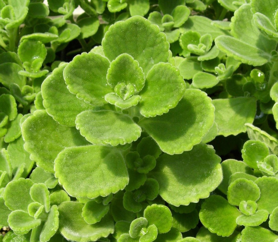 plant veronica spicata Veronica Spicata Magic Show 'Pink Potion' main image 0