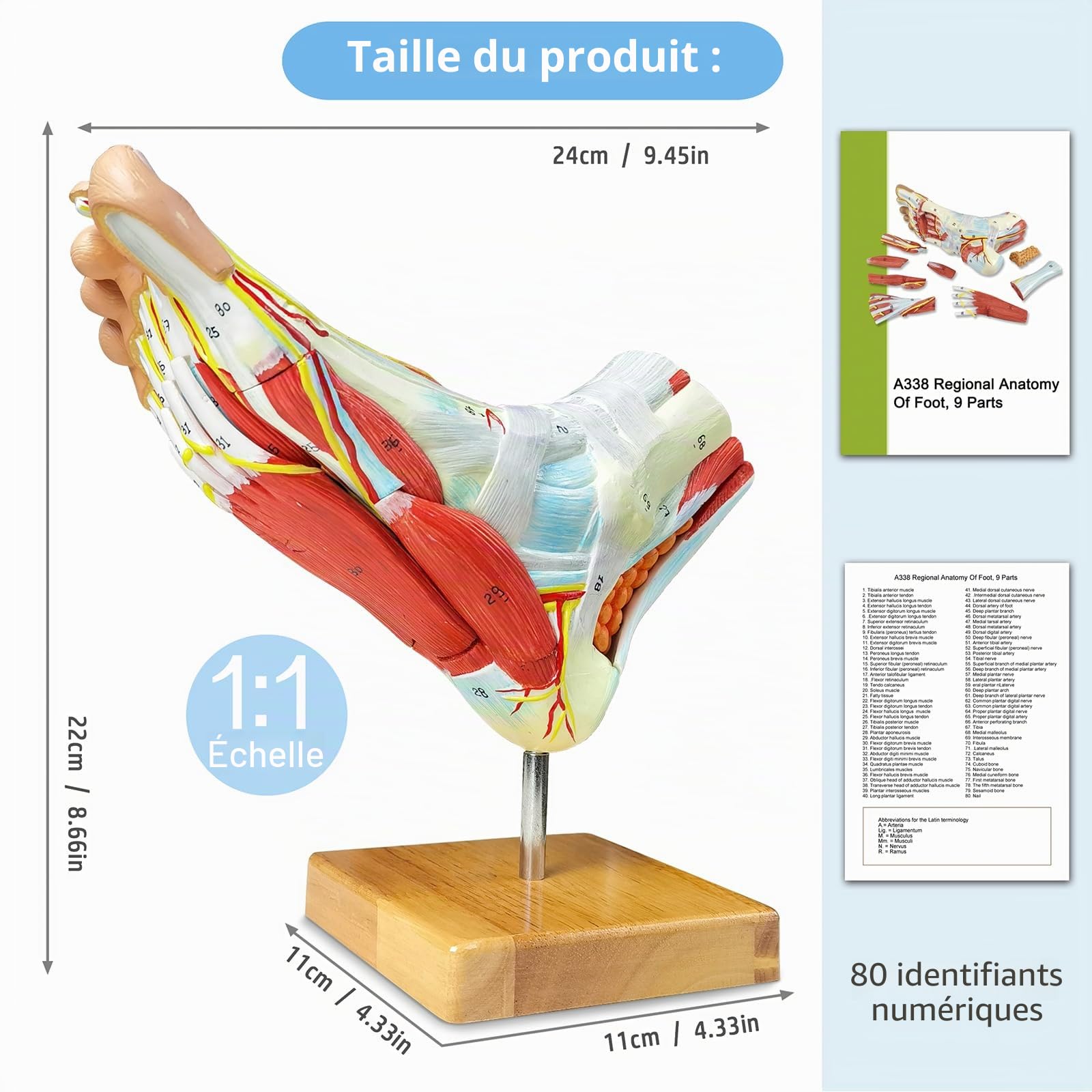 Modèle anatomique naturel de grand pied 9 parties avec 81 signes numériques et descriptions de texte correspondantes, excluant les os, les muscles, les ligaments, les nerfs et les vaisseaux sanguins