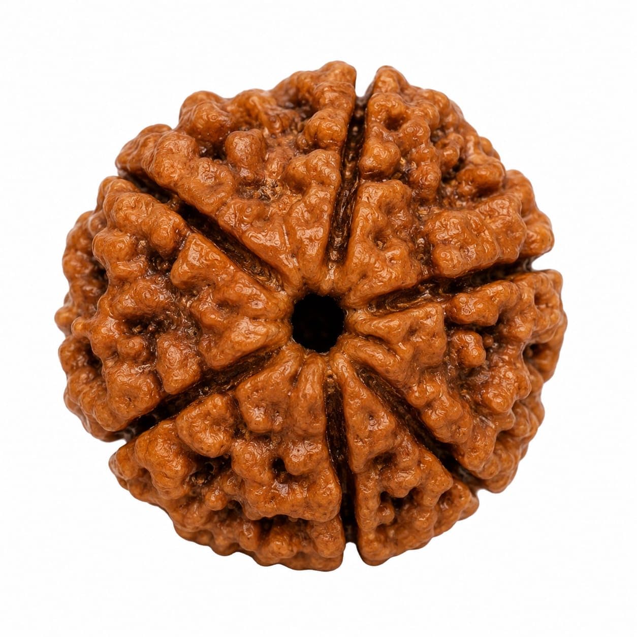 6 Mukhi Rudraksha Bead, Natural Brown, Nepal Origin, 18-25 mm, Certified, for Meditation, Puja and Daily Wear-image-8