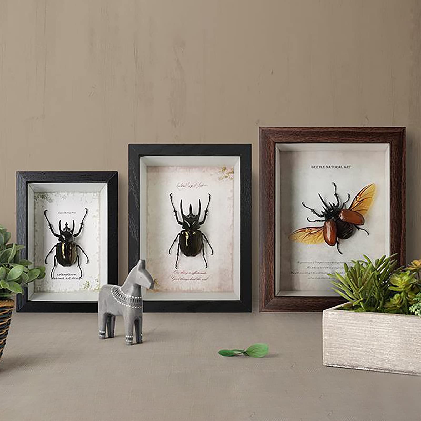 Scatola Espositiva Insetti In Legno 31x22x4cm - Vetrina Con Coperchio Trasparente Per Collezioni - Foto 7