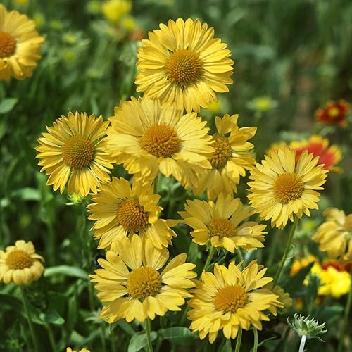 Outsidepride Gaillardia Aristata Aurea Pura Manta de flores tolerantes al calor y la sequía - 2000 semillas