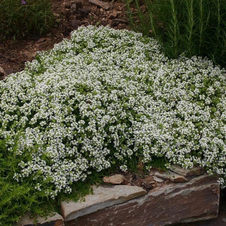 Thymus serpyllum ‘White’ Creeping Thyme – Low-Growing Ground Cover with White Flowers & Fragrance by Park Farm Plants