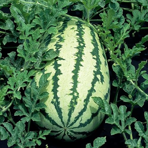 100 semillas de sandía de cinta azul Klondike a rayas para plantar reliquia sin OMG 028oz de semillas de jardín vegetales supervivencia a granel