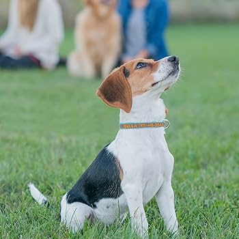 Senristar Personalized Neoprene Padded Reflective Dog Collar And Leash Set,Custom Engraved Dog Collar With Name Plate For Small Medium Large Dogs (M,Purple Set