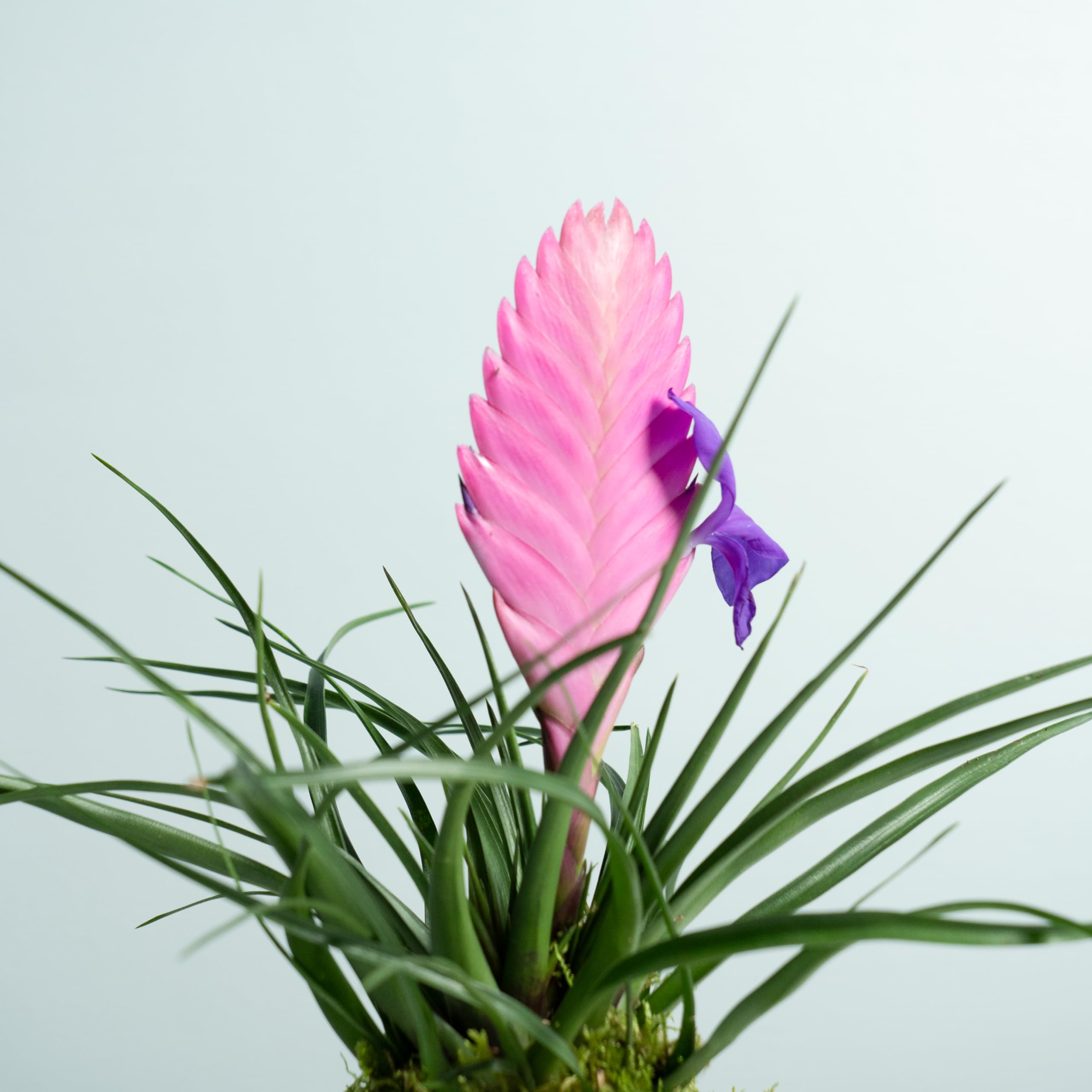 Kokedama Tillandsia Rosa | Kokedama Natural | Técnica Japonesa | Bola de Musgo | Decoración | Hogar | Kokedama de Interior | Fácil Cuidado