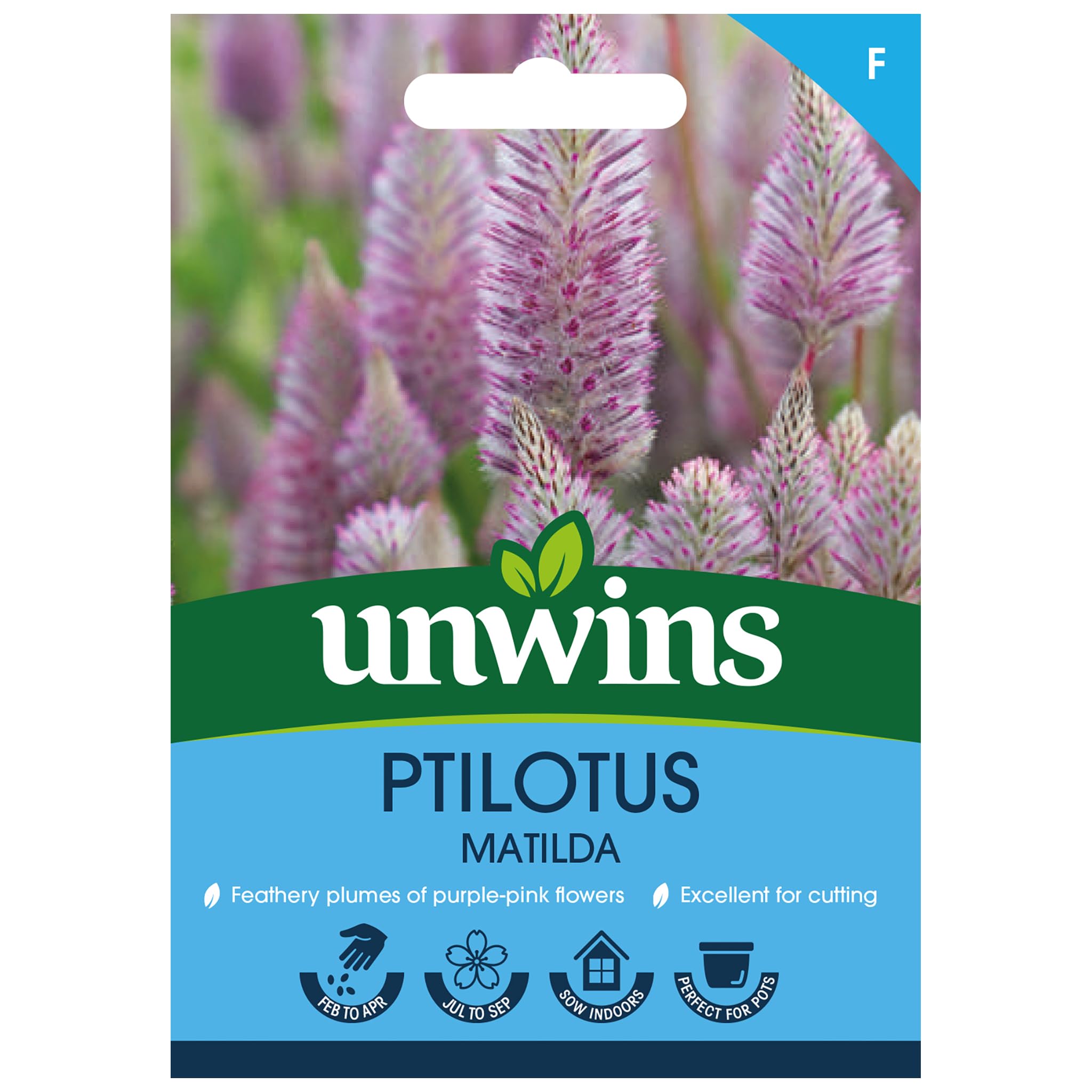 Unwins Ptilotus Matilda Seeds