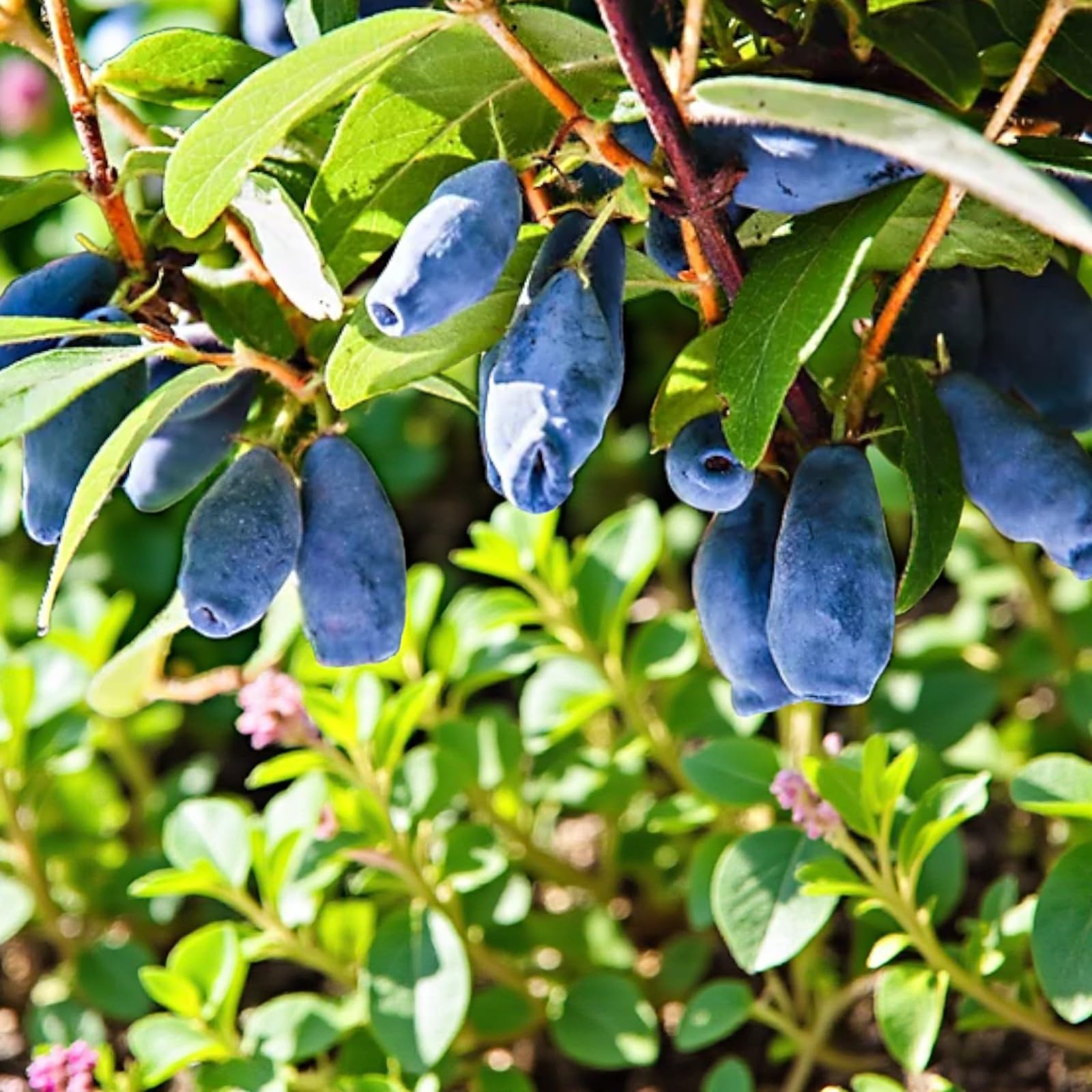 Carbeth Plants Honeyberry Plant in 9cm Pot - Lonicera Caerulea - Hardy Blue Berry Bush for UK Gardens (Caerulea Kamschatica, 2)