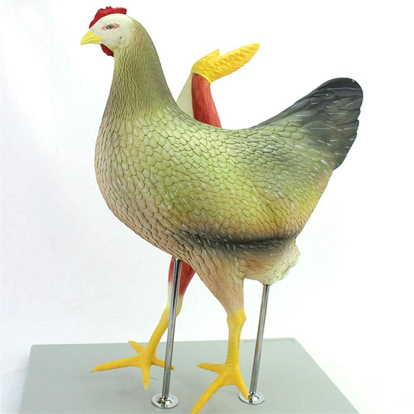 Model Narządów Kurczaka, Mięśnie Trzewne, Nerwy Trzewne, Anatomia Drobiu Weterynaryjnego, Zestaw Odczynników Naukowych, Materiały Laboratoryjne, Modele Medyczne, Materiały Edukacyjne