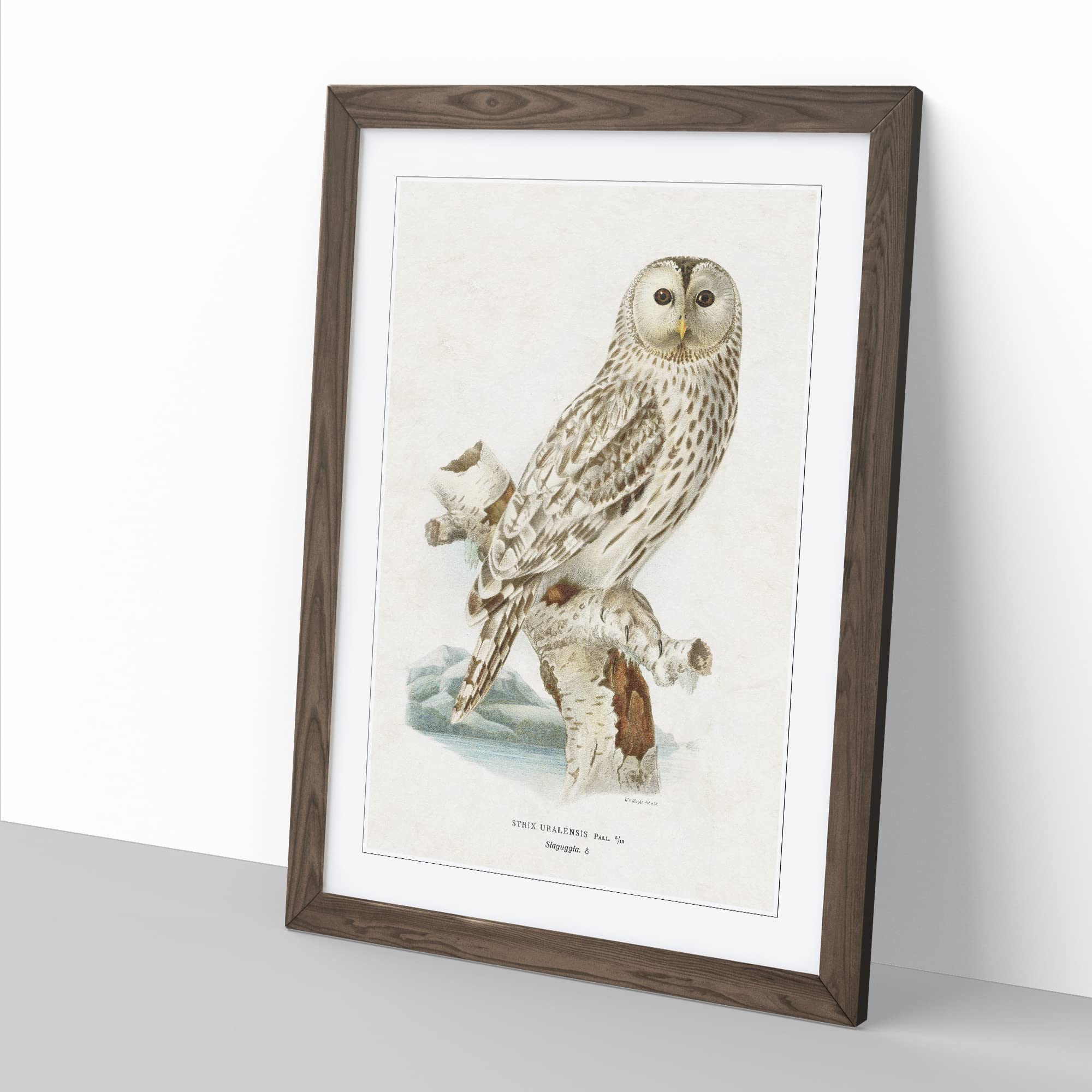 Ural Owl By Von Wright Vintage Framed Wall Art Print, Ready to Hang Picture for Living Room Bedroom Home Office Décor - Image 2
