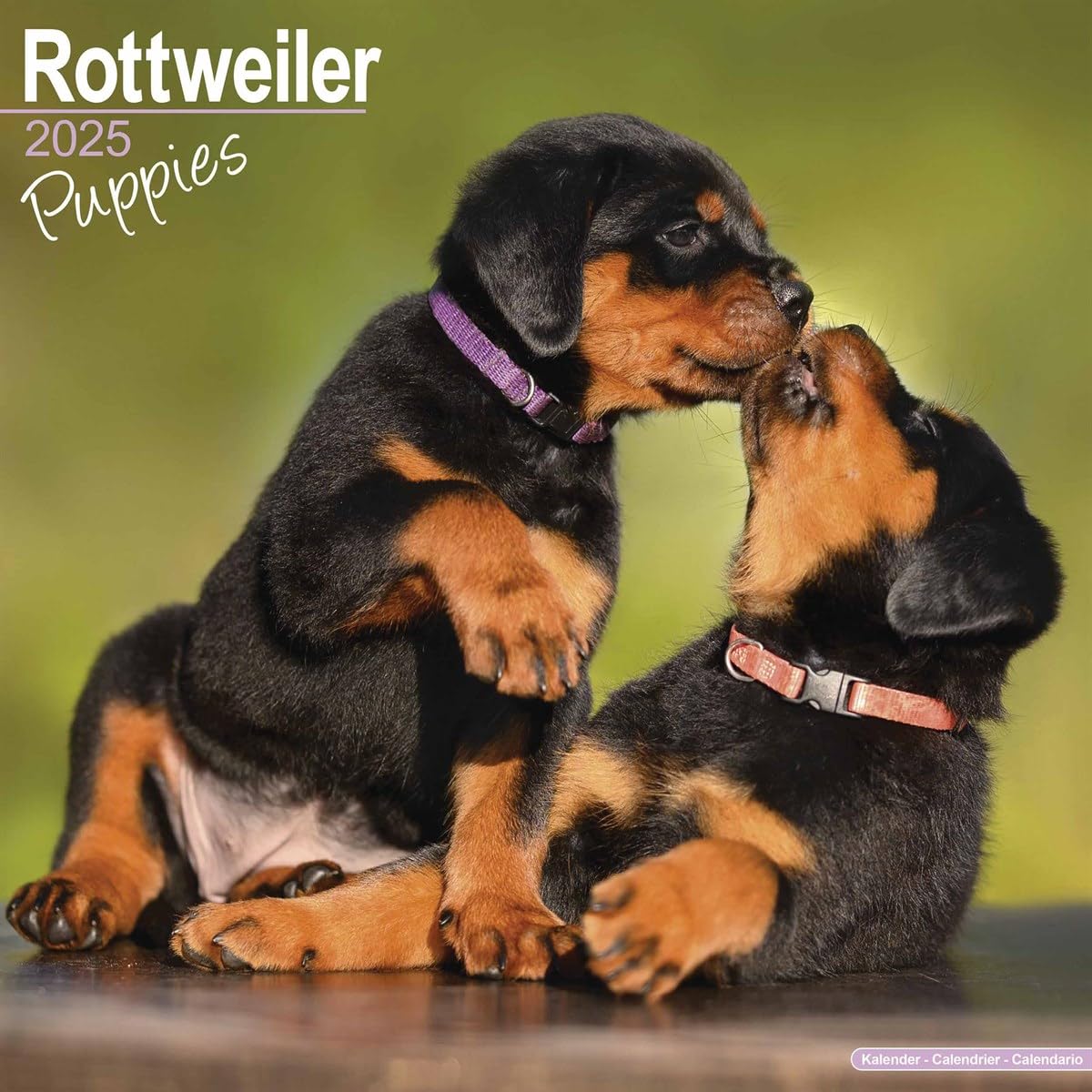 Rottweiler Puppies 2025 Square Wall Calendar | Dog Breed, Puppy Calendar