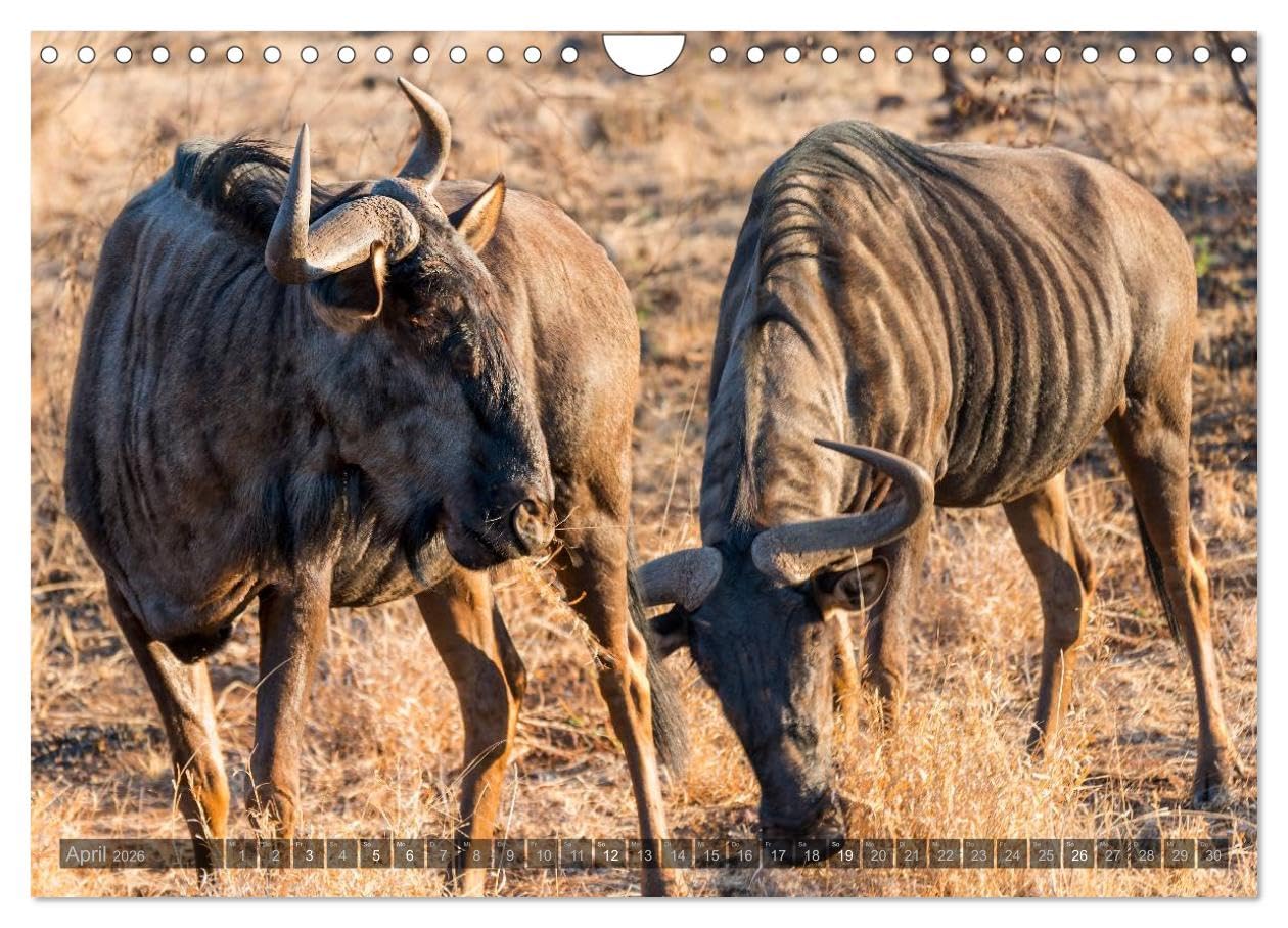 Südafrika - Die Tierwelt (Wandkalender 2026 DIN A4 quer), CALVENDO Monatskalender: 12 wunderschöne Tieraufnahmen aus Südafrika von dem Fotografen und Grafik-Designer Olaf Bruhn (CALVENDO Natur)