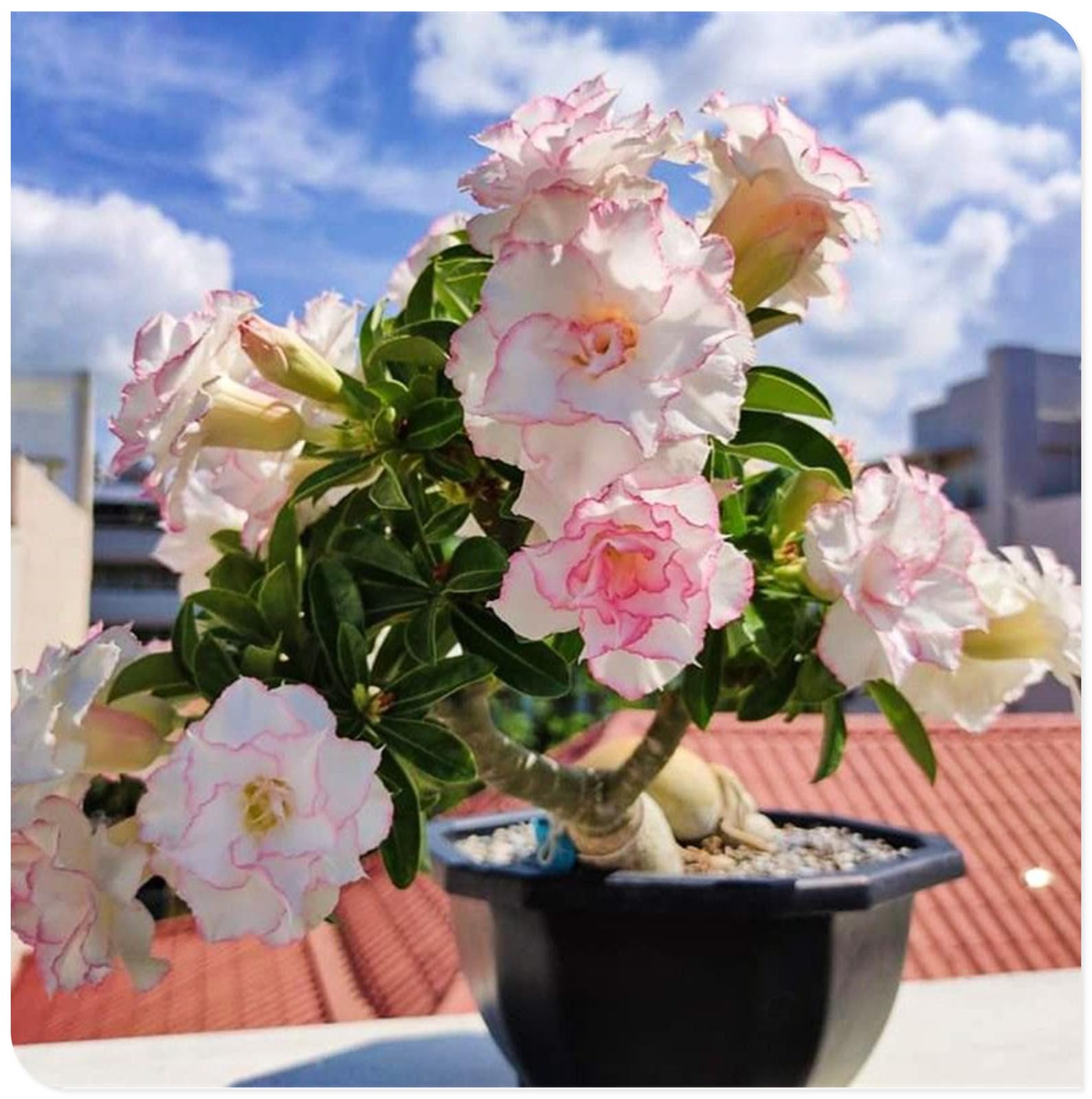 Sottile-Rizoma di rosa del deserto -Robusta-Rosa del Deserto Rara-Compatta-Naturale-Elegante-4 Bulbi-D