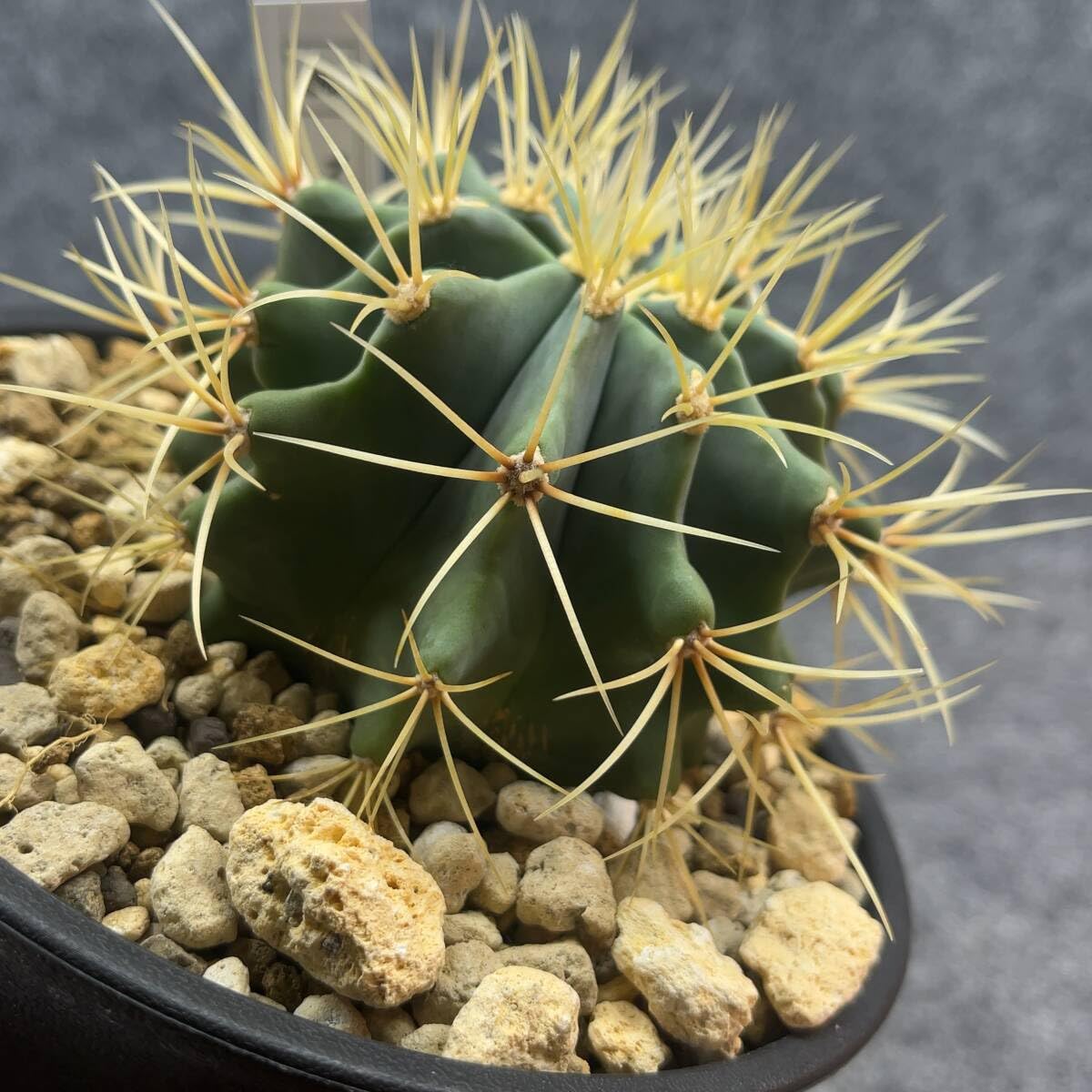 サボテン　　王冠竜　　白鉢 Amazon.co.jp: 鉢ごと発送フェロカクタス 刺無王冠竜 Ferocactus