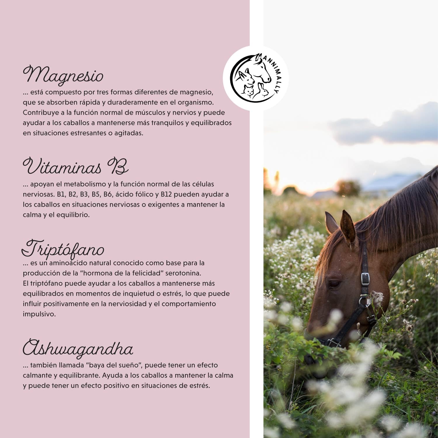 Annimally Fuerza Nerviosa - Polvo Relax para Caballos 850g para la calma en caballos - Hierbas para los nervios con magnesio, triptófano, valeriana, pasiflora y aceite de cáñamo contra la ansiedad, el