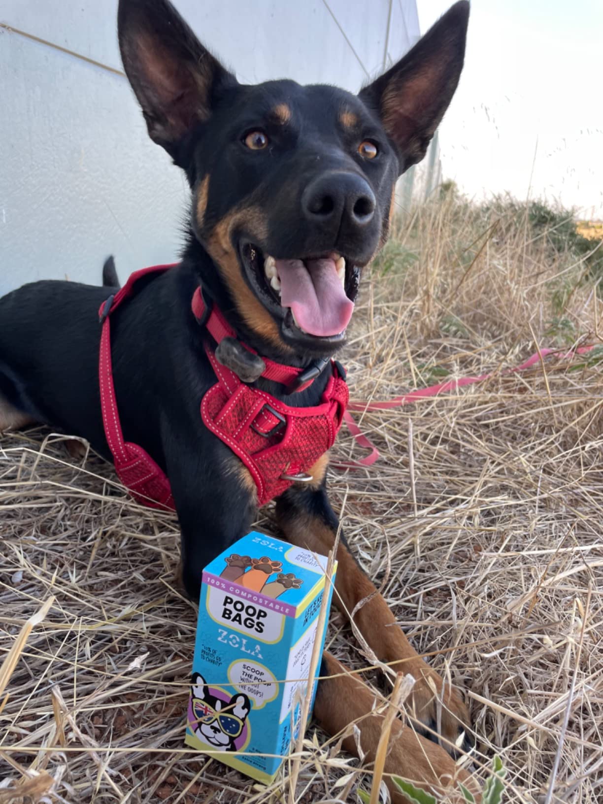 ZOLA ZOLA Extra Strong Compostable Dog Poop Bags (120 bags