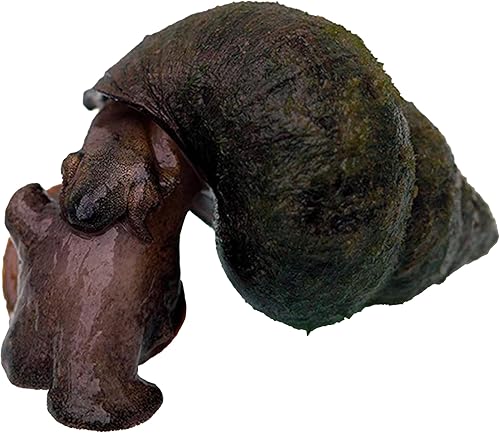 Toledo Goldfish Caracoles trampilla vivos, perfectos para estanques, acuarios o tanques, 50 unidades