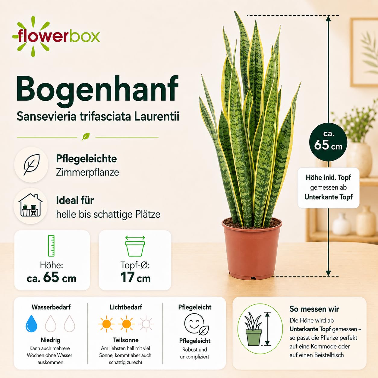 Sansevière - plante d'intérieur facile d'entretien, Sansevieria trifasciata Laurentii - hauteur env. 65 cm, pot-Ø 17 cm