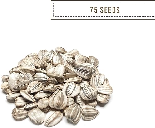 Miniatura 3 de Semillas de girasol gigantes para plantar, color gris mamut, 75 semillas, 100% sin OMG, polinizado abierto, atrae colibríes, abejas y mariposas