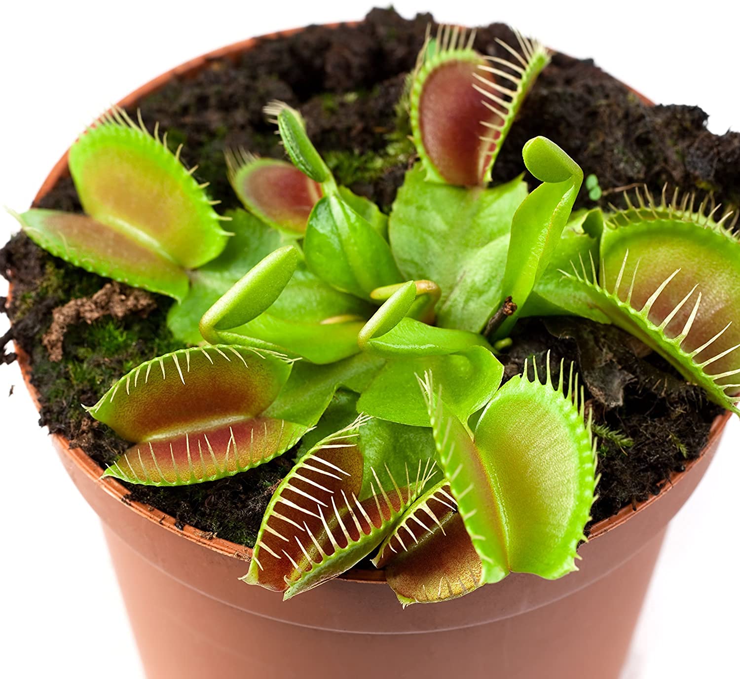 ✅ Venus Fly Trap 20 Seeds Eco Pack For Sowing (B09LS1BBKG) Amazon Price History, Amazon Price Tracker