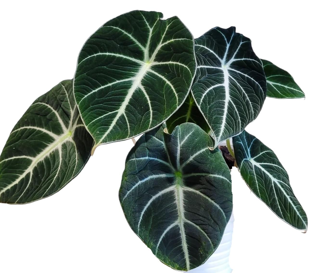 See full amazon price history chart for The Four Seasons Alocasia Black Velvet | Alocasia Reginula | Rare Natural Live Plant in Pot The Four Seasons Alocasia Black Velvet | Alocasia Reginula | Rare Natural Live Plant in Pot (B0BN91J6HY) Amazon Price History, Amazon Price Tracker