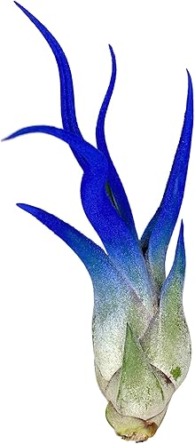 Caput Medusae de colores, planta de aire vivo, llegada saludable garantizada, gran planta de aire interior, decoración del hogar y regalo,