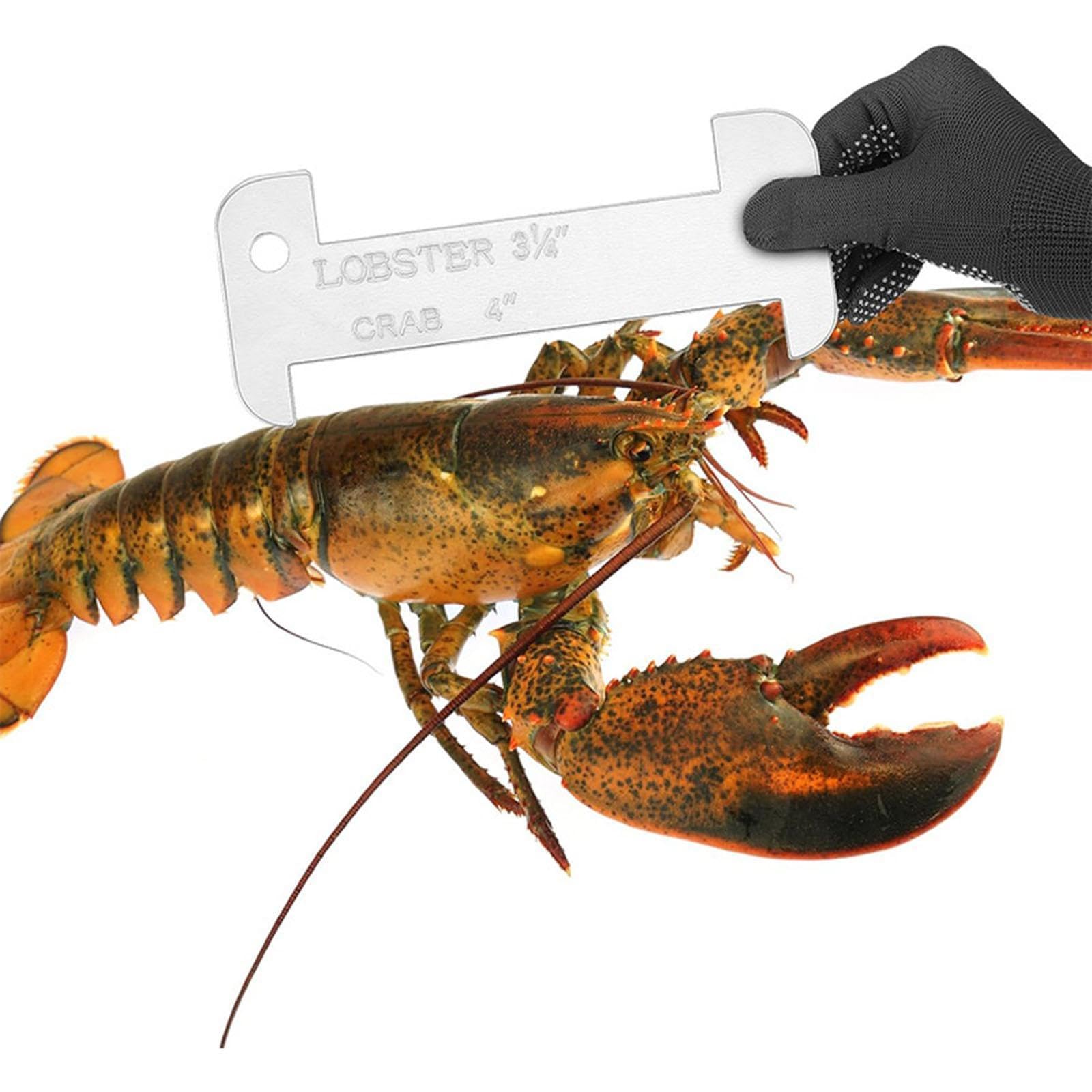 Crab Gauge Professional Sturdy for Seafood Cooking Kitchen Accessory-image-32