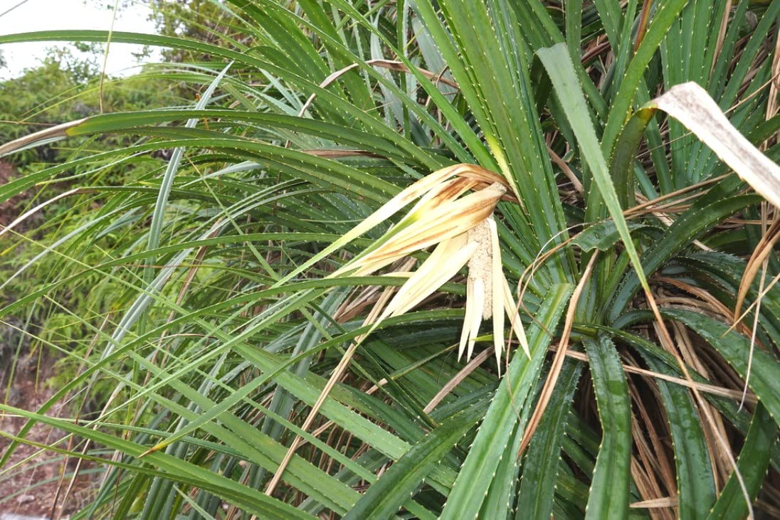 Indiana Kedwa Khevada Ketaki Jambul Kia Jambala Kegdi Gagan-dhul Keora Screw Pine Pandanus odorifer Live Plant (B09PJS6MGK) Amazon Price History, Amazon Price Tracker