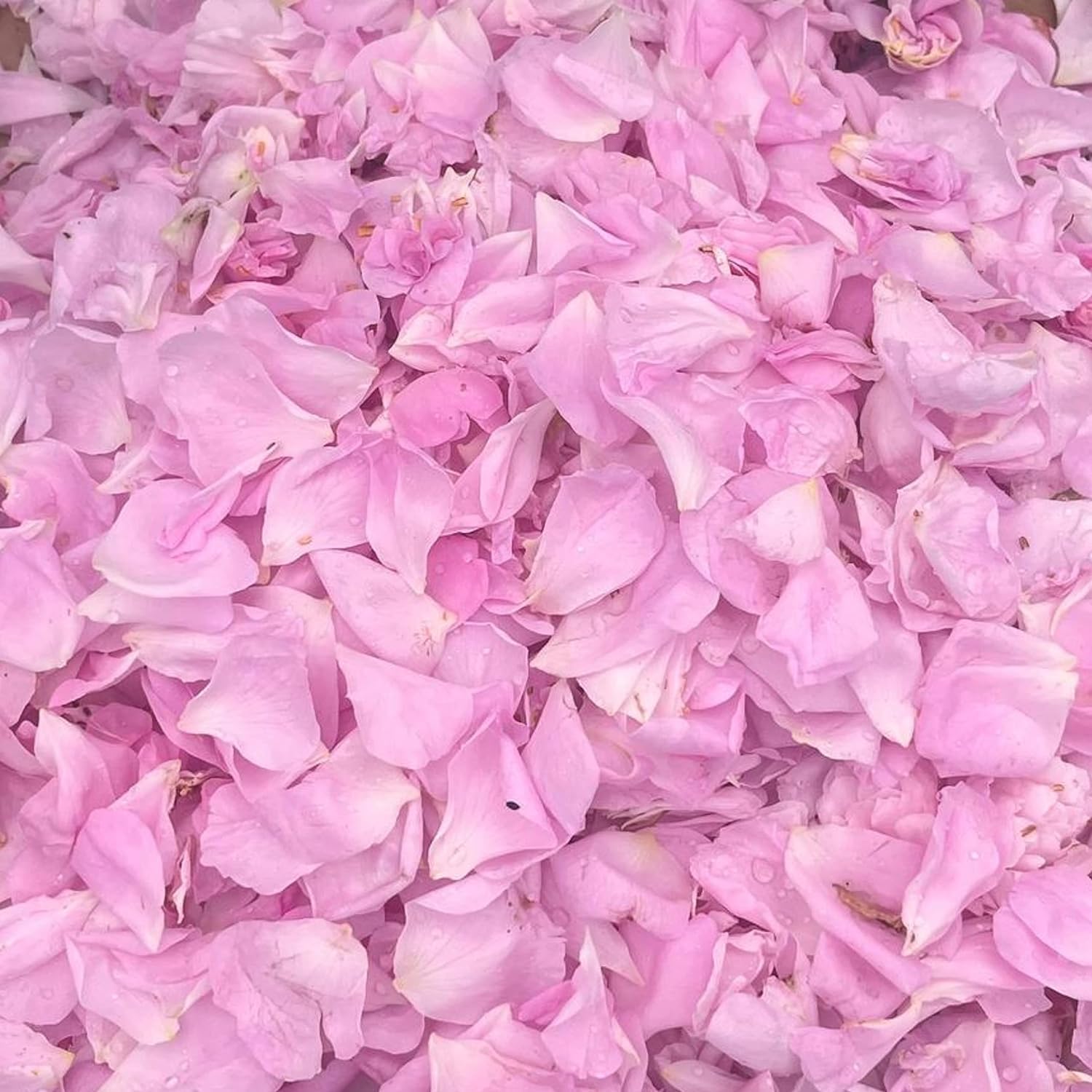 Martina Gebhardt | Demeter Naturkosmetik | Rose Tonic | Mit Wildrosen- und Hibiskusblüten-Auszug | Verleiht einen angenehm, frischen Duft | 4 x 100 ml