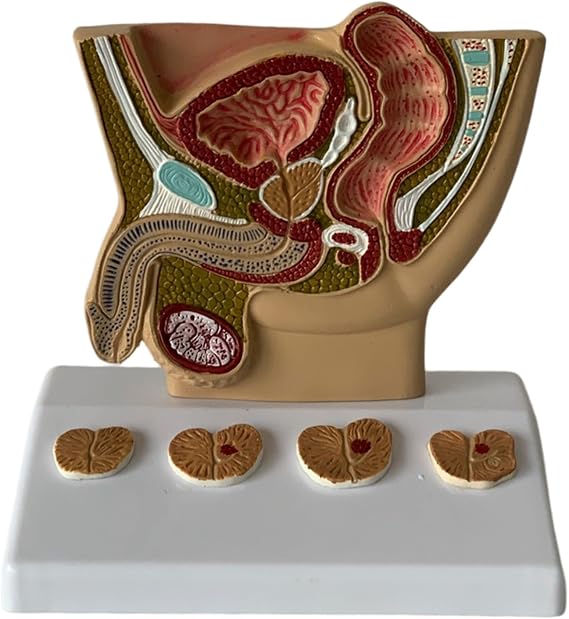 Mesane Karın Modeli - İnsan Organı Anatomik Modeli İnsan Karın Boşluğu, Mesane ve Prostat Modeli - Çalışma Öğretim Ekranı için,Erkek Karın Boşluğu