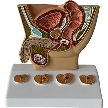 Mesane Kar n Modeli -  nsan Organ  Anatomik Modeli  nsan Kar n Bo lu u, Mesane ve Prostat Modeli -  al ma  retim Ekran  i in,Erkek Kar n Bo lu u