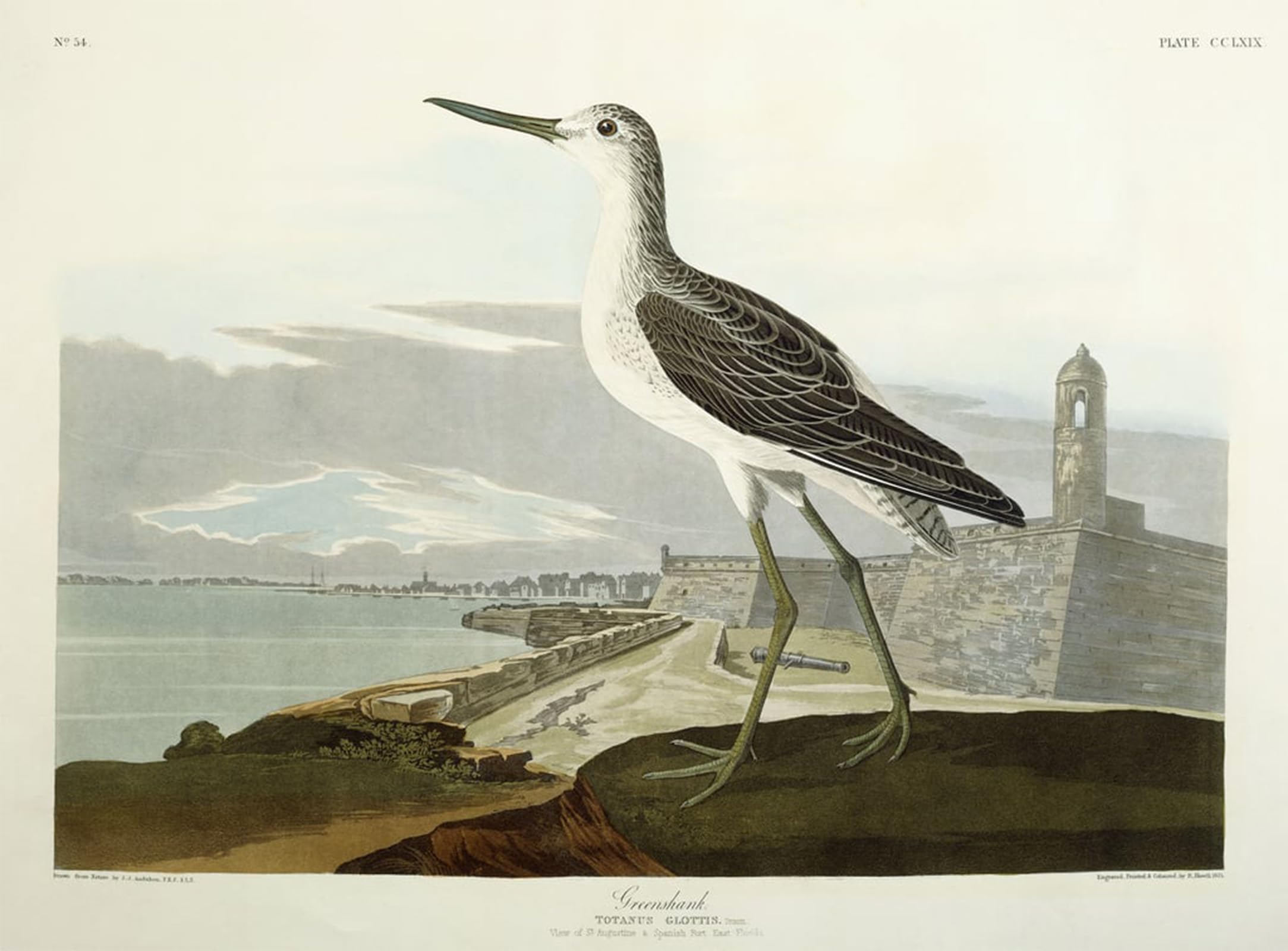 ARTXLXXBN Famous Art Print Poster Vintage Wall Art Greenshank View of the St by John Jamess Audubon Canvas Art Poster for Home Decor 60x90cm