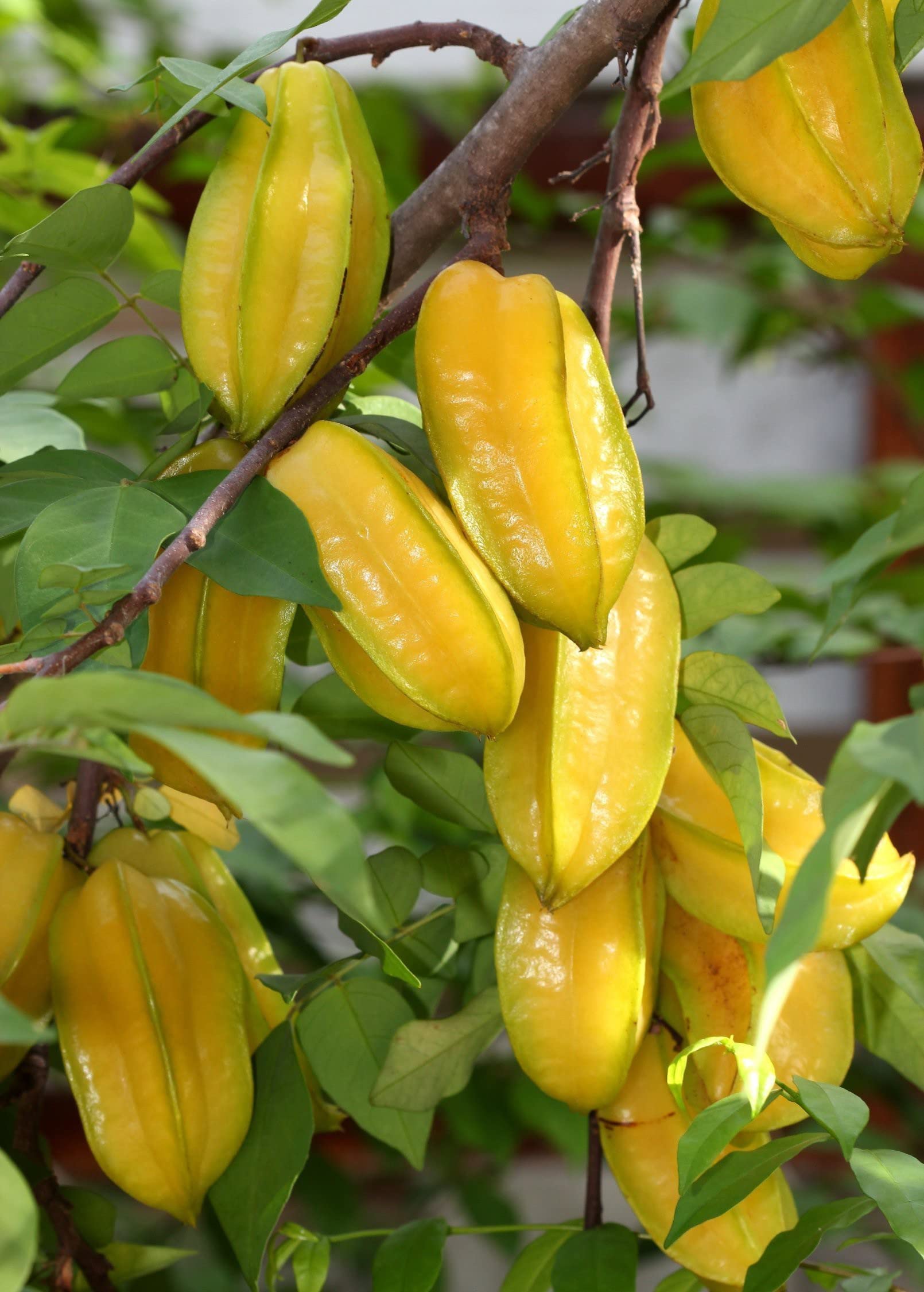 Mohomaya Beautiful Gardening PLANTSTARFRUIT11 - |PLANTSTARFRUIT11|